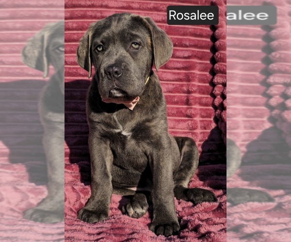 Medium Photo #1 Cane Corso Puppy For Sale in MINERAL WELLS, WV, USA