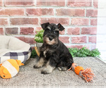 Small #7 Schnauzer (Miniature)