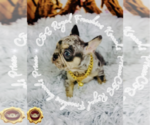 Small Photo #1 English Bulldog Puppy For Sale in ATHENS, GA, USA