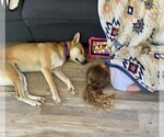 Small #4 American Pit Bull Terrier-Huskies  Mix