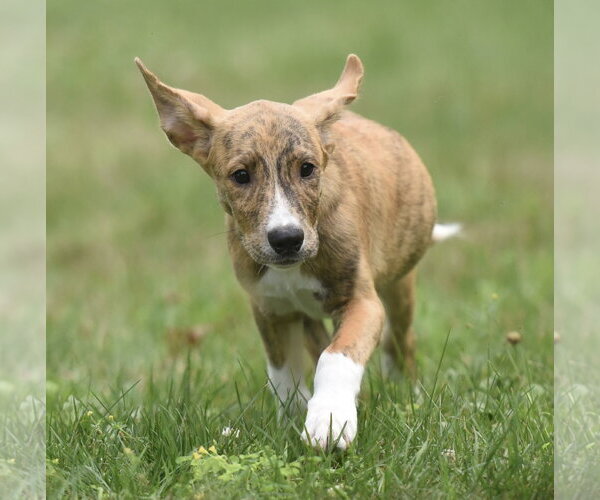 Medium Photo #5 Plott Hound-Unknown Mix Puppy For Sale in Mechanicsburg, PA, USA