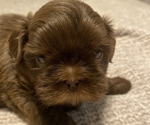 Shih Tzu Puppy for sale in HAYS, NC, USA