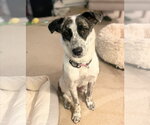 Small Mutt
