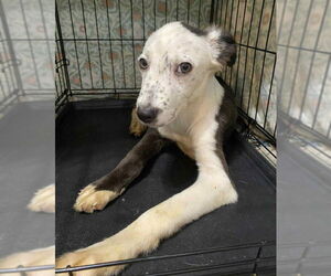 Mutt Dogs for adoption in Sheboygan, WI, USA