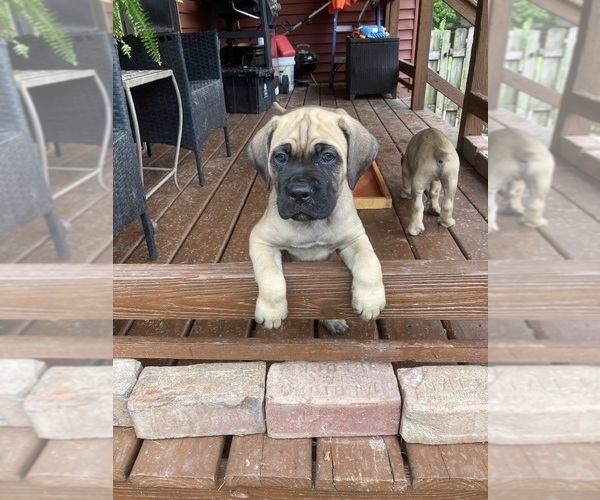 Medium Photo #14 Cane Corso Puppy For Sale in HERRIN, IL, USA