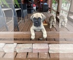 Small #13 Cane Corso
