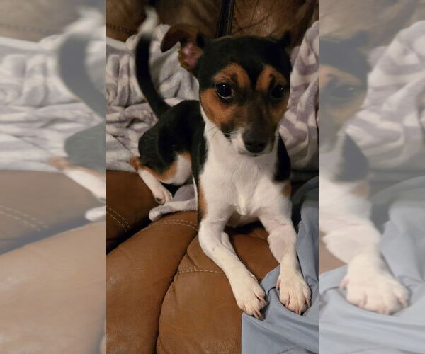Medium Photo #1 Chihuahua Puppy For Sale in San Antonio, TX, USA