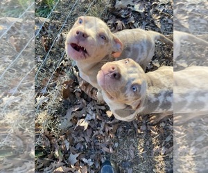 American Bully Puppy for sale in DURHAM, NC, USA