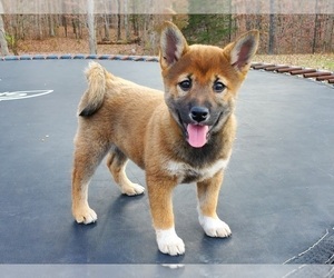 Shiba Inu Puppy for sale in CLARK, MO, USA