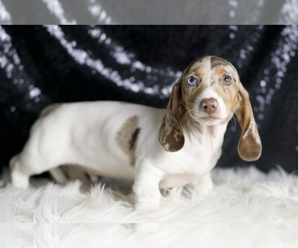 Medium Photo #5 Dachshund Puppy For Sale in WARSAW, IN, USA