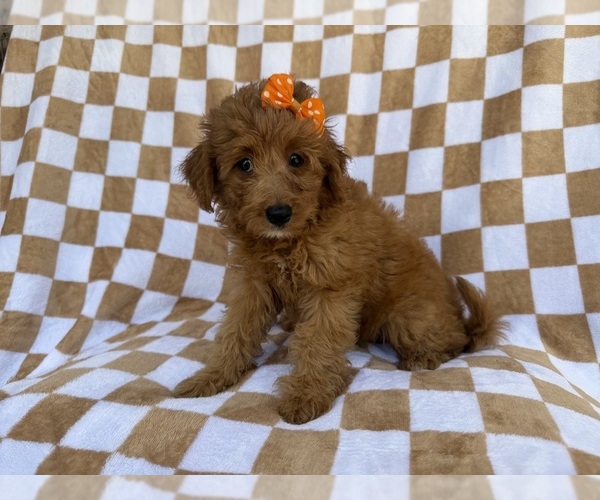 Medium Photo #5 Aussiedoodle Miniature  Puppy For Sale in LAKELAND, FL, USA