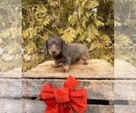 Small #2 Dachshund