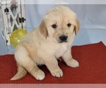 Puppy John Robert Fox English Cream Golden Retriever