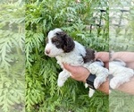 Puppy Fripp Aussiedoodle Miniature 