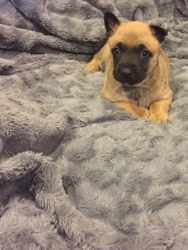 Belgian Malinois Puppy for sale in Hattiesburg, MS, USA
