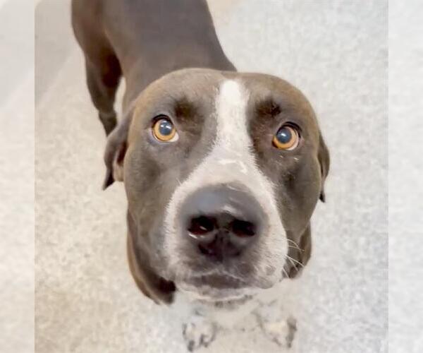 Medium Photo #2 Mutt Puppy For Sale in Houston, TX, USA