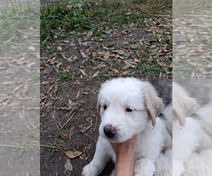 Great Pyrenees Puppy for sale in LEON, KS, USA