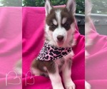 Small #1 Siberian Husky