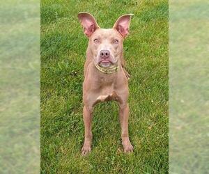 American Pit Bull Terrier-Doberman Pinscher Mix Dogs for adoption in Akron, OH, USA
