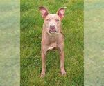 Small American Pit Bull Terrier-Doberman Pinscher Mix