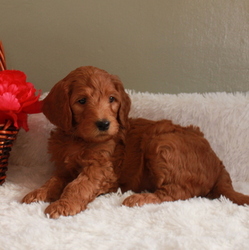 Goldendoodle Puppy for sale in GAP, PA, USA