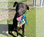 Small American Pit Bull Terrier