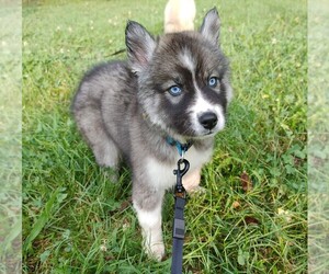 Siberian Husky Puppy for sale in SPRING HILL, TN, USA