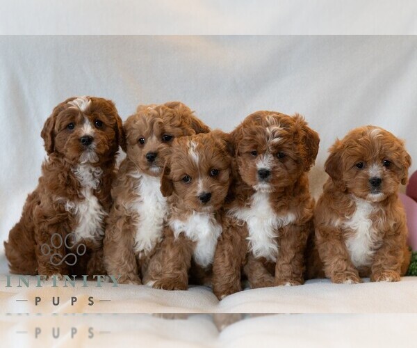 Medium Photo #3 Cavapoo (Miniature) Puppy For Sale in DORNSIFE, PA, USA