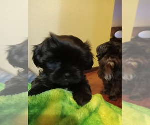 Shorkie Tzu Puppy for sale in VANCOUVER, WA, USA