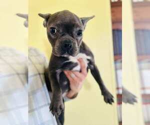 French Bulldog Puppy for sale in ALGOOD, TN, USA