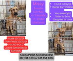 Small Black Mouth Cur-German Shepherd Dog Mix