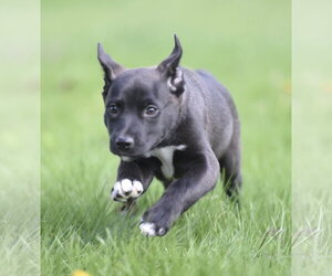 Australian Shepherd-Chihuahua Mix Dogs for adoption in Mechanicsburg, PA, USA