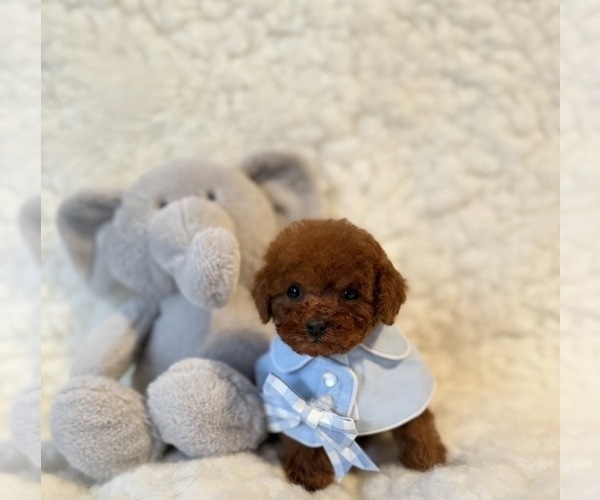 Medium Photo #2 Poodle (Toy) Puppy For Sale in REDLANDS, CA, USA