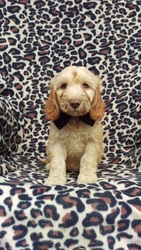 Cock-A-Poo Puppy for sale in EDEN, PA, USA