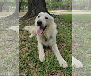 James - Male Great Pyrenees Dog for Adoption - Photo #21
