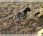 Image preview for Ad Listing. Nickname: Litter of 11