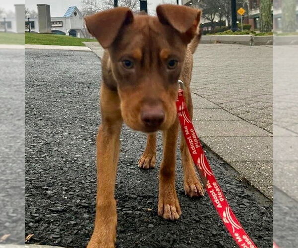 Medium Photo #14 Mutt Puppy For Sale in Canton, CT, USA