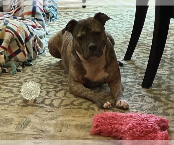 Medium Photo #4 Staffordshire Bull Terrier-Unknown Mix Puppy For Sale in Princeton, MN, USA