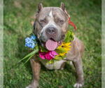 Small Photo #3  Puppy For Sale in , 