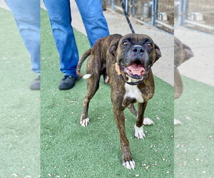 Parton - Female Boxer Dog for Adoption - Photo #3