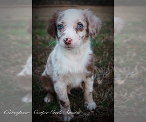 Medium Miniature Australian Shepherd