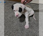 Puppy Sophia American Bulldog