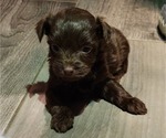 Small Photo #7 YorkiePoo Puppy For Sale in BLUE MOUND, TX, USA