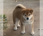 Puppy Mochi Shiba Inu