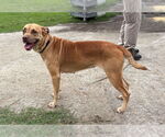 Small #3 Mutt