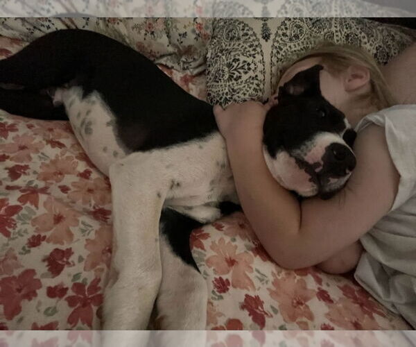 Medium Photo #5 Mutt Puppy For Sale in Chester, VA, USA