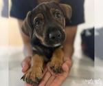 Small #2 Feist Terrier-Retriever  Mix