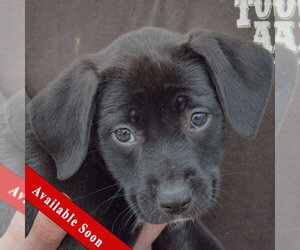 Border Collie-Unknown Mix Dogs for adoption in Huntley, IL, USA