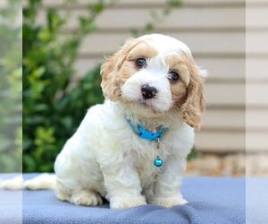 Cavachon Puppy for sale in ANNVILLE, PA, USA