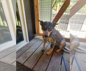 Mercedes - Female Mutt Dog for Adoption - Photo #3